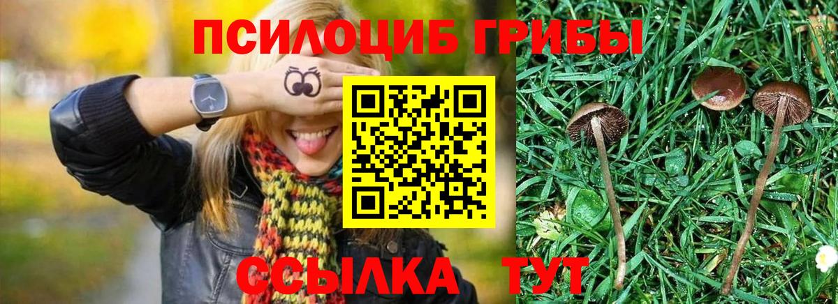Псилоцибиновые грибы GOLDEN TEACHER  купить наркотики сайты  Мичуринск  Вход с VPN  Галлюциногенные грибы мицелий 